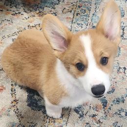 Black Thumb's Aces Over 8s - Red male Pembroke Welsh Corgi puppy in Easley, South Carolina from Black Thumb Homestead