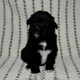 Spruce - Black & white male Australian Shepherd puppy in Stephenville, Texas from Rockin B Australian Shepherds