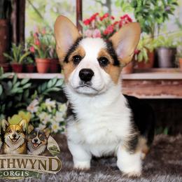 Pembroke Welsh Corgi Puppies from Northwynd Corgis