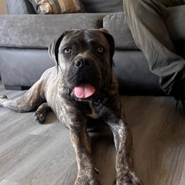 Willow - Cane Corso