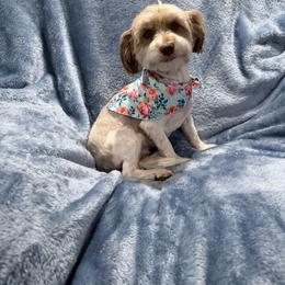Bella - Havanese