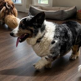 Keeper - International Champion - Cardigan Welsh Corgi