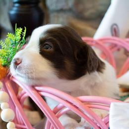 Puppy 2 - Red tri-color female Australian Shepherd puppy in Mayer, Arizona from Ms Priss Aussies