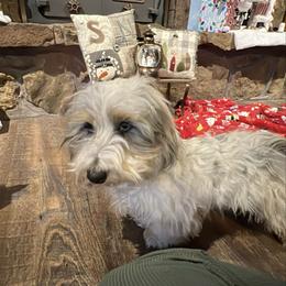 Bentley - Piebald male Dachshund puppy in Joplin, Missouri from 4 States Mini Dachshunds