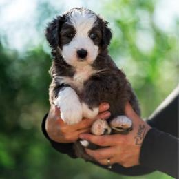 Everest - female Australian Mountain Doodle puppy in Cortez, Colorado from Sassy Pants Pups