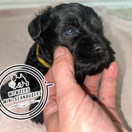 Yellow Collar - Black female Miniature Schnauzer puppy in Conroe, Texas from Wowzers Mini Schnauzers