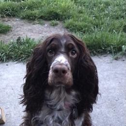 Sadie - English Springer Spaniel