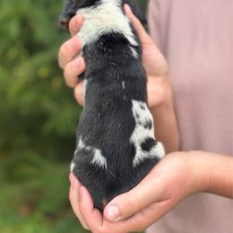 Female 2 - Black brown and white female Basset Hound puppy in Lindley, New York from Hill Top Basset Hounds & Cane Corso