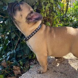 French Bulldogs from Terra Sassa