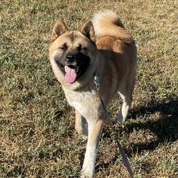 Daisy - Akita