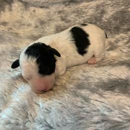 Jade - Parti female Poodle puppy in Haddam, Kansas from Golden B Acres