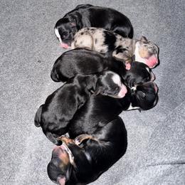 Boy 2 - Black tri male Miniature Australian Shepherd puppy in Beaumont, Texas from Marsh Runner Aussies