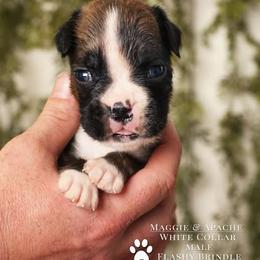 Boxer Puppies from Hawk Creek Boxers