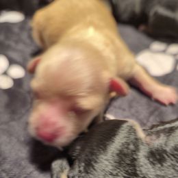 Bailey - Apricot female Maltipoo puppy in Sidney, Maine from Snow Pond Farm