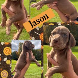Jason - Chocolate male Great Dane puppy in Wellsville, New York from Prophecy Danes