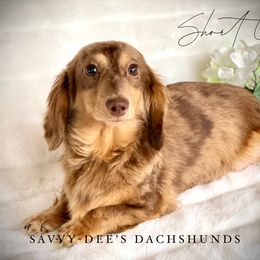 Short Cake - Dachshund