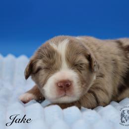 Jake - Red merle male Miniature Australian Shepherd puppy in Weeki Wachee, Florida from Arlington's Mini Aussies