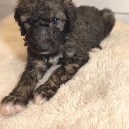 Wentworth - Brown Irish Doodle puppy in Tennessee from Family Wolfadoodles