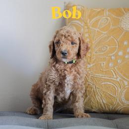 Bob - Red  male Goldendoodle puppy in College Station, Texas from Em & El Doodles
