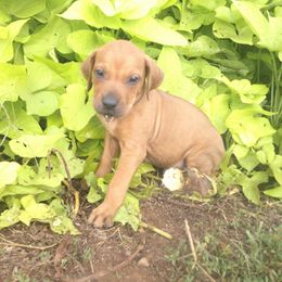 Tucker - Rd whtn blk nose male Rhodesian Ridgeback puppy in Carney, Oklahoma from River Run Parson Russell terriers & River Run Ridgebacks