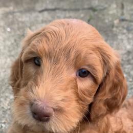 Goldendoodle Puppies from Perry Farm Doodles