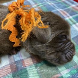 Maggie Orange boy - Newfoundland puppy from Latin of Course Newfoundlands