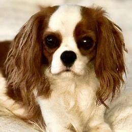 Elouise - Cavalier King Charles Spaniel