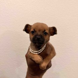 Brownie - Chocolate brindled fawn female Chihuahua puppy in Burleson, Texas from Tiny Diiamond Chihuahua