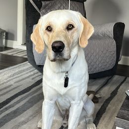 Uhtrid - Labrador Retriever