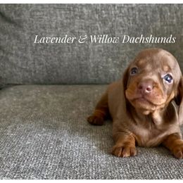 Dachshund Puppies from Lavender and Willow Dachshunds