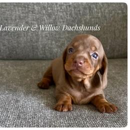Dachshund Puppies from Lavender and Willow Dachshunds