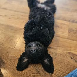 Hot Pink collar- aka Millie - Phantom female Bernedoodle puppy in Shelby, North Carolina from Forever Grateful Doodles