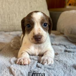 Emma - Piebald female Dachshund puppy in Aiken, South Carolina from State Eight Dachshunds