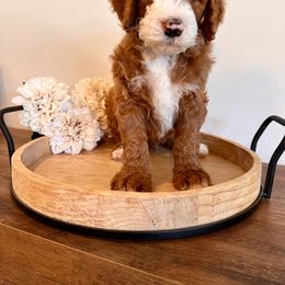 Alder - Bernedoodle puppy from Royal Doodles
