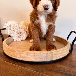 Alder - Bernedoodle puppy from Royal Doodles