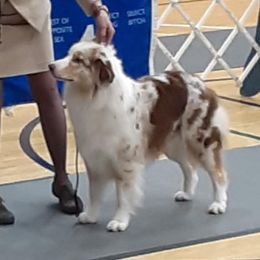 Australian Shepherds and French Bulldogs from Phyllis Six Pierce