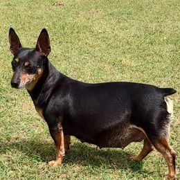 Amy - Teddy Roosevelt Terrier