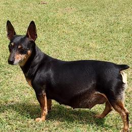 Amy - Teddy Roosevelt Terrier