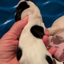 F4 - Black white and brown female Basset Hound puppy in Clio, Michigan from Nancy's Basset Hounds