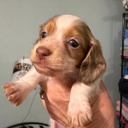 Edison - Dapple male Dachshund puppy in Irving, Texas from DFW Dachshunds by G & S