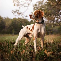 DC Jackson - Brittany