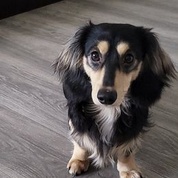Scottie - Dachshund