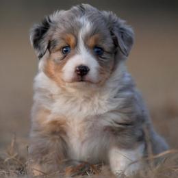 Shimmer - Blue merle female Toy Australian Shepherd puppy in Hartman, Arkansas from Southern Edition Aussies