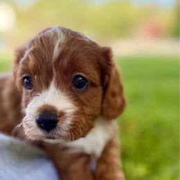 Boy 1 - Red male Cavapoo puppy in Kerman, California from Myers Cavapoos