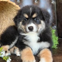 Tripp- Had Tail and Videos - Black tri-color male Australian Shepherd puppy in Troy, South Carolina from Lana Corley- Australian Shepherds of 3/W Farms