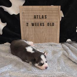 Atlas - Black and white male Siberian Husky puppy in Brunswick, Ohio from Blue Star Siberians