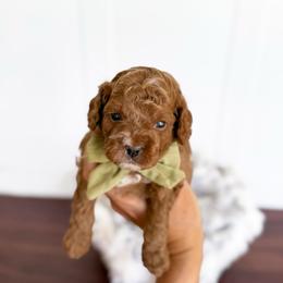 Smidge - green collar boy - Red male Cavapoo puppy in Melbourne, Florida from Space Coast Doodle Co.