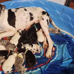 Great Dane Puppies from HCC Great Danes