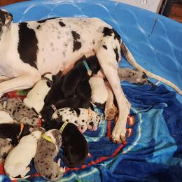 Great Dane Puppies from HCC Great Danes