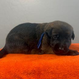 Lando (Royal Blue) - Black sable male Belgian Malinois puppy in Buckeue, Arizona from Légende Vivante Du Chief Kennel